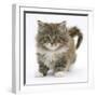 Maine Coon Kitten, 7 Weeks-Mark Taylor-Framed Photographic Print