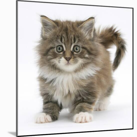 Maine Coon Kitten, 7 Weeks-Mark Taylor-Mounted Photographic Print