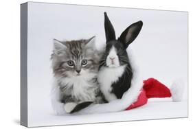 Maine Coon Kitten, 8 Weeks, and Baby Dutch X Lionhead Rabbit in a Father Christmas Hat-Mark Taylor-Stretched Canvas