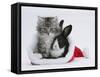 Maine Coon Kitten, 8 Weeks, and Baby Dutch X Lionhead Rabbit in a Father Christmas Hat-Mark Taylor-Framed Stretched Canvas