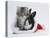 Maine Coon Kitten, 8 Weeks, and Baby Dutch X Lionhead Rabbit in a Father Christmas Hat-Mark Taylor-Stretched Canvas