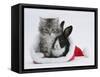 Maine Coon Kitten, 8 Weeks, and Baby Dutch X Lionhead Rabbit in a Father Christmas Hat-Mark Taylor-Framed Stretched Canvas