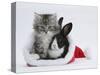 Maine Coon Kitten, 8 Weeks, and Baby Dutch X Lionhead Rabbit in a Father Christmas Hat-Mark Taylor-Stretched Canvas