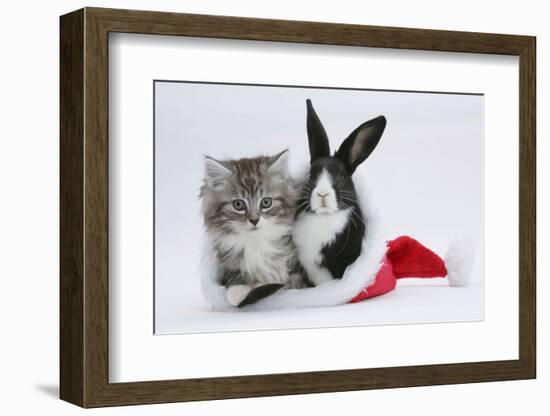 Maine Coon Kitten, 8 Weeks, and Baby Dutch X Lionhead Rabbit in a Father Christmas Hat-Mark Taylor-Framed Photographic Print