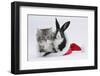 Maine Coon Kitten, 8 Weeks, and Baby Dutch X Lionhead Rabbit in a Father Christmas Hat-Mark Taylor-Framed Photographic Print