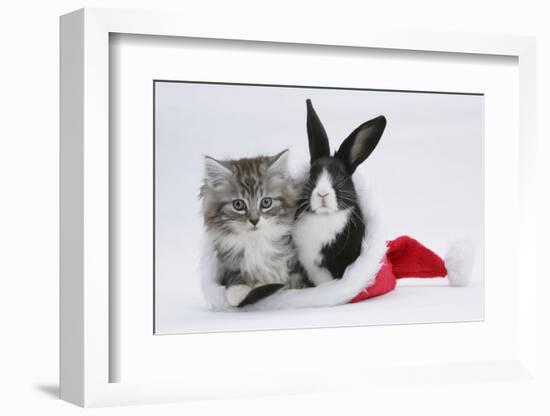 Maine Coon Kitten, 8 Weeks, and Baby Dutch X Lionhead Rabbit in a Father Christmas Hat-Mark Taylor-Framed Photographic Print