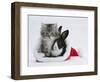 Maine Coon Kitten, 8 Weeks, and Baby Dutch X Lionhead Rabbit in a Father Christmas Hat-Mark Taylor-Framed Photographic Print