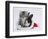 Maine Coon Kitten, 8 Weeks, and Baby Dutch X Lionhead Rabbit in a Father Christmas Hat-Mark Taylor-Framed Photographic Print