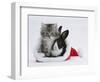 Maine Coon Kitten, 8 Weeks, and Baby Dutch X Lionhead Rabbit in a Father Christmas Hat-Mark Taylor-Framed Photographic Print