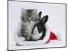 Maine Coon Kitten, 8 Weeks, and Baby Dutch X Lionhead Rabbit in a Father Christmas Hat-Mark Taylor-Mounted Photographic Print