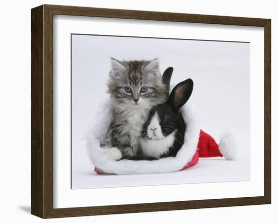 Maine Coon Kitten, 8 Weeks, and Baby Dutch X Lionhead Rabbit in a Father Christmas Hat-Mark Taylor-Framed Photographic Print