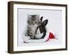 Maine Coon Kitten, 8 Weeks, and Baby Dutch X Lionhead Rabbit in a Father Christmas Hat-Mark Taylor-Framed Photographic Print