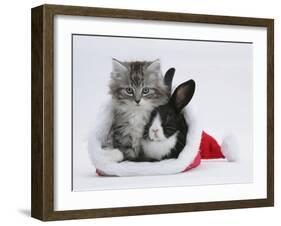 Maine Coon Kitten, 8 Weeks, and Baby Dutch X Lionhead Rabbit in a Father Christmas Hat-Mark Taylor-Framed Photographic Print