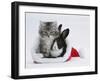 Maine Coon Kitten, 8 Weeks, and Baby Dutch X Lionhead Rabbit in a Father Christmas Hat-Mark Taylor-Framed Photographic Print