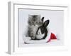 Maine Coon Kitten, 8 Weeks, and Baby Dutch X Lionhead Rabbit in a Father Christmas Hat-Mark Taylor-Framed Photographic Print