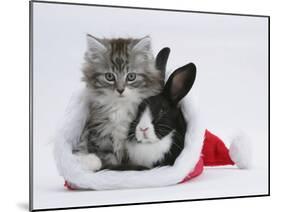 Maine Coon Kitten, 8 Weeks, and Baby Dutch X Lionhead Rabbit in a Father Christmas Hat-Mark Taylor-Mounted Photographic Print