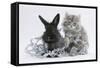 Maine Coon Kitten, 8 Weeks, and Black Baby Dutch X Lionhead Rabbit with Christmas Tinsel-Mark Taylor-Framed Stretched Canvas