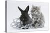 Maine Coon Kitten, 8 Weeks, and Black Baby Dutch X Lionhead Rabbit with Christmas Tinsel-Mark Taylor-Stretched Canvas