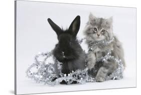 Maine Coon Kitten, 8 Weeks, and Black Baby Dutch X Lionhead Rabbit with Christmas Tinsel-Mark Taylor-Stretched Canvas