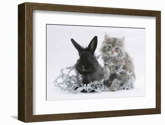 Maine Coon Kitten, 8 Weeks, and Black Baby Dutch X Lionhead Rabbit with Christmas Tinsel-Mark Taylor-Framed Photographic Print