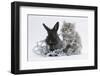 Maine Coon Kitten, 8 Weeks, and Black Baby Dutch X Lionhead Rabbit with Christmas Tinsel-Mark Taylor-Framed Photographic Print