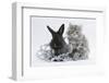 Maine Coon Kitten, 8 Weeks, and Black Baby Dutch X Lionhead Rabbit with Christmas Tinsel-Mark Taylor-Framed Photographic Print