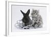 Maine Coon Kitten, 8 Weeks, and Black Baby Dutch X Lionhead Rabbit with Christmas Tinsel-Mark Taylor-Framed Photographic Print