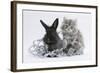Maine Coon Kitten, 8 Weeks, and Black Baby Dutch X Lionhead Rabbit with Christmas Tinsel-Mark Taylor-Framed Photographic Print