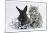 Maine Coon Kitten, 8 Weeks, and Black Baby Dutch X Lionhead Rabbit with Christmas Tinsel-Mark Taylor-Mounted Photographic Print