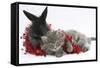 Maine Coon Kitten, 8 Weeks, and Black Baby Dutch X Lionhead Rabbit with Red Christmas Tinsel-Mark Taylor-Framed Stretched Canvas