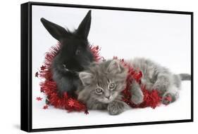 Maine Coon Kitten, 8 Weeks, and Black Baby Dutch X Lionhead Rabbit with Red Christmas Tinsel-Mark Taylor-Framed Stretched Canvas