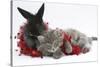 Maine Coon Kitten, 8 Weeks, and Black Baby Dutch X Lionhead Rabbit with Red Christmas Tinsel-Mark Taylor-Stretched Canvas