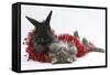 Maine Coon Kitten, 8 Weeks, and Black Baby Dutch X Lionhead Rabbit with Red Christmas Tinsel-Mark Taylor-Framed Stretched Canvas