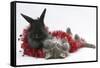 Maine Coon Kitten, 8 Weeks, and Black Baby Dutch X Lionhead Rabbit with Red Christmas Tinsel-Mark Taylor-Framed Stretched Canvas