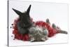Maine Coon Kitten, 8 Weeks, and Black Baby Dutch X Lionhead Rabbit with Red Christmas Tinsel-Mark Taylor-Stretched Canvas