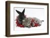 Maine Coon Kitten, 8 Weeks, and Black Baby Dutch X Lionhead Rabbit with Red Christmas Tinsel-Mark Taylor-Framed Photographic Print