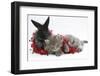 Maine Coon Kitten, 8 Weeks, and Black Baby Dutch X Lionhead Rabbit with Red Christmas Tinsel-Mark Taylor-Framed Photographic Print