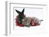 Maine Coon Kitten, 8 Weeks, and Black Baby Dutch X Lionhead Rabbit with Red Christmas Tinsel-Mark Taylor-Framed Photographic Print