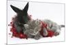 Maine Coon Kitten, 8 Weeks, and Black Baby Dutch X Lionhead Rabbit with Red Christmas Tinsel-Mark Taylor-Mounted Photographic Print