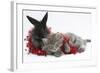 Maine Coon Kitten, 8 Weeks, and Black Baby Dutch X Lionhead Rabbit with Red Christmas Tinsel-Mark Taylor-Framed Photographic Print