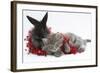 Maine Coon Kitten, 8 Weeks, and Black Baby Dutch X Lionhead Rabbit with Red Christmas Tinsel-Mark Taylor-Framed Photographic Print