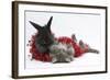 Maine Coon Kitten, 8 Weeks, and Black Baby Dutch X Lionhead Rabbit with Red Christmas Tinsel-Mark Taylor-Framed Photographic Print