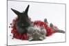 Maine Coon Kitten, 8 Weeks, and Black Baby Dutch X Lionhead Rabbit with Red Christmas Tinsel-Mark Taylor-Mounted Photographic Print