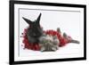 Maine Coon Kitten, 8 Weeks, and Black Baby Dutch X Lionhead Rabbit with Red Christmas Tinsel-Mark Taylor-Framed Photographic Print