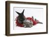 Maine Coon Kitten, 8 Weeks, and Black Baby Dutch X Lionhead Rabbit with Red Christmas Tinsel-Mark Taylor-Framed Photographic Print