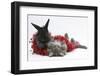 Maine Coon Kitten, 8 Weeks, and Black Baby Dutch X Lionhead Rabbit with Red Christmas Tinsel-Mark Taylor-Framed Photographic Print