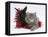 Maine Coon Kitten, 8 Weeks, and Black Baby Dutch X Lionhead Rabbit with Red Tinsel-Mark Taylor-Framed Stretched Canvas