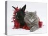 Maine Coon Kitten, 8 Weeks, and Black Baby Dutch X Lionhead Rabbit with Red Tinsel-Mark Taylor-Stretched Canvas