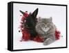 Maine Coon Kitten, 8 Weeks, and Black Baby Dutch X Lionhead Rabbit with Red Tinsel-Mark Taylor-Framed Stretched Canvas