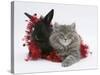 Maine Coon Kitten, 8 Weeks, and Black Baby Dutch X Lionhead Rabbit with Red Tinsel-Mark Taylor-Stretched Canvas